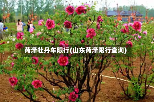 菏泽牡丹车限行(山东菏泽限行查询)